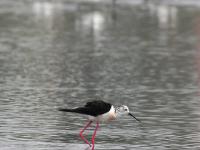 一大波候鸟来青“避暑”，你认识哪个？