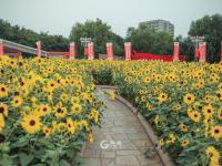 嫩黄色的活力！这里有一片向日葵花海