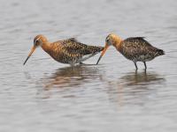 一大波候鸟来青“避暑”，你认识哪个？