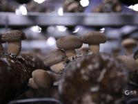香菇种植也能智能化？产能2万吨的园区原来长这样