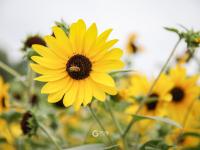 嫩黄色的活力！这里有一片向日葵花海