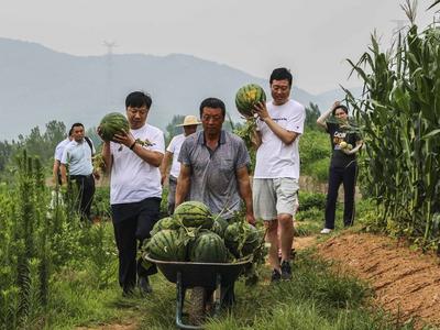 快来康康这是谁家的西瓜这么甜？西海岸沙沟村瓜农种出乡村振兴“甜经济”