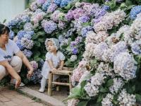 是夏天的味道！这里有大片绣球花正在盛放|云游青岛