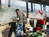 青岛：“海蜇第一村”进入收获季