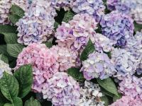 是夏天的味道！这里有大片绣球花正在盛放|云游青岛