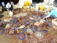 青岛：“海蜇第一村”进入收获季