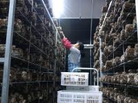香菇种植也能智能化？产能2万吨的园区原来长这样