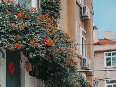 凌霄花开的路口！在老城区寻找夏日电影感|云游青岛