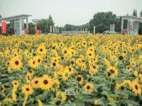 嫩黄色的活力！这里有一片向日葵花海
