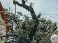 凌霄花开的路口！在老城区寻找夏日电影感|云游青岛