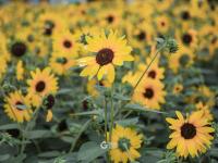 嫩黄色的活力！这里有一片向日葵花海