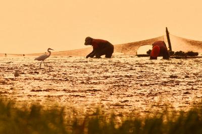 唯美初秋赶海图！苍鹭与渔民共沐霞光