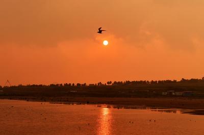 红嘴鸥、鹤鹬、黑尾塍鹬…成群候鸟“歇脚”青岛湿地，美美哒！