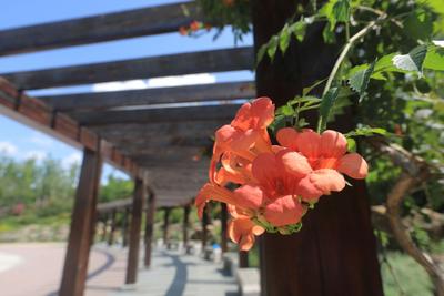 人少景美！解锁小众景点——象耳山 | 云游青岛④