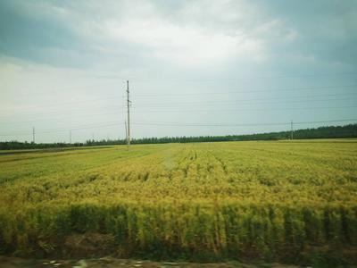 青岛小麦总产量再创新高，单产实现新突破！原因有这些……