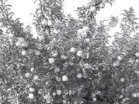 1936年评出的青岛十景，你知道几个？