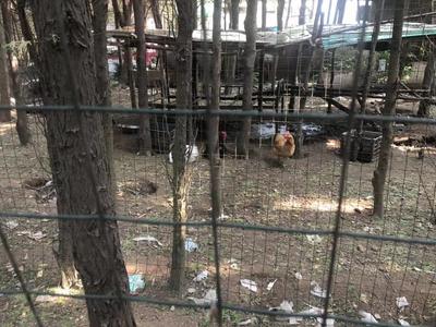 记者在现场|城市公园边藏着养鸡场