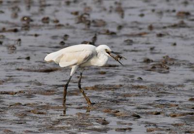 密恐慎入！上百万只招潮蟹汇聚红岛滩涂