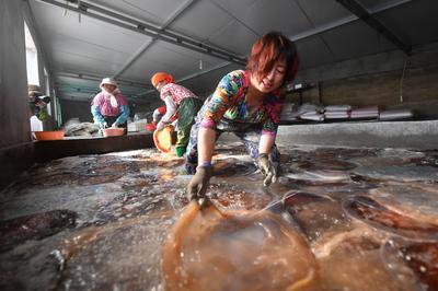 实拍：城阳红岛海蜇丰收季，打捞、分割、盐腌……就差你买回家吃啦！