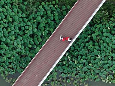 “荷”你邂逅！十里荷花是你夏末诗意的归途