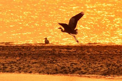 唯美初秋赶海图！苍鹭与渔民共沐霞光