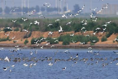 红嘴鸥、鹤鹬、黑尾塍鹬…成群候鸟“歇脚”青岛湿地，美美哒！