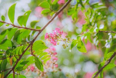 花无百日红？它就叫“百日红”！中山公园的紫薇开啦|云游青岛