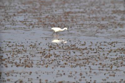 密恐慎入！上百万只招潮蟹汇聚红岛滩涂
