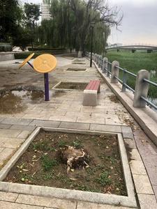 记者在现场|墨河公园柳树被砍 何时补种？