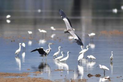 白鹭、湿地、滩涂……定格初秋最美的风景