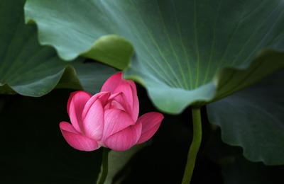 “荷”你邂逅！十里荷花是你夏末诗意的归途