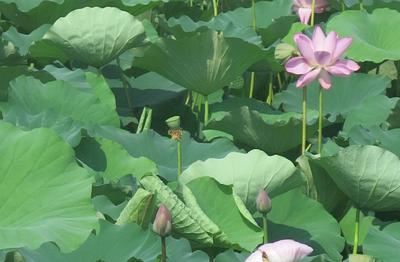抓住初秋的尾巴！胶州云溪河畔，醉美的荷花光影