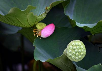 “荷”你邂逅！十里荷花是你夏末诗意的归途