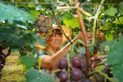 吃完一粒还想再吃！城阳夏庄喜迎葡萄大丰收 | 金秋收获季①