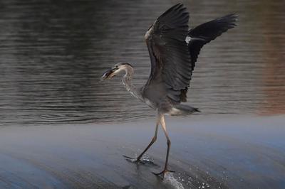 实拍：白沙河湿地水鸟捕食“抢秋膘”