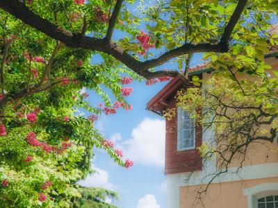 花无百日红？它就叫“百日红”！中山公园的紫薇开啦|云游青岛