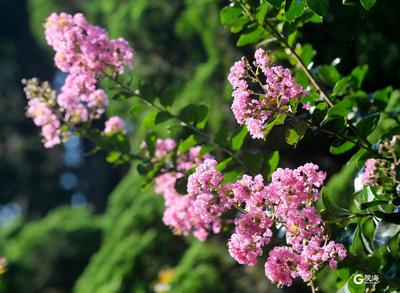 中山公园：紫薇花开满园