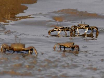 密恐慎入！上百万只招潮蟹汇聚红岛滩涂