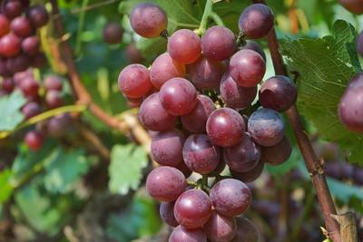 吃完一粒还想再吃！城阳夏庄喜迎葡萄大丰收 | 金秋收获季①