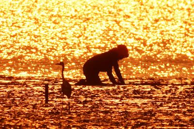 唯美初秋赶海图！苍鹭与渔民共沐霞光