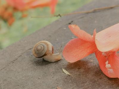 今日出伏！雨中李村河畔的清凉画面
