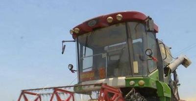 速领！青岛这个区市今年度小麦良种补贴工作开始啦