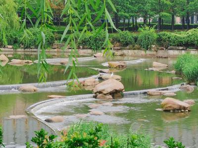 今日出伏！雨中李村河畔的清凉画面