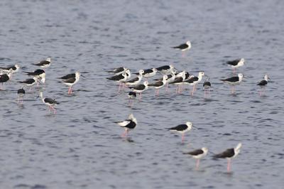 红嘴鸥、鹤鹬、黑尾塍鹬…成群候鸟“歇脚”青岛湿地，美美哒！