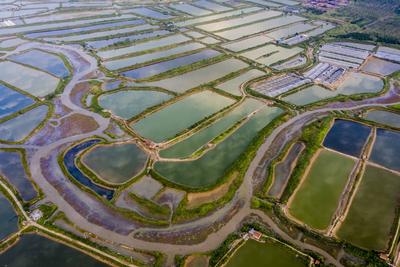 “虾兵蟹将”的家在哪？实拍魏家岛耳河村养殖基地，宛如调色板