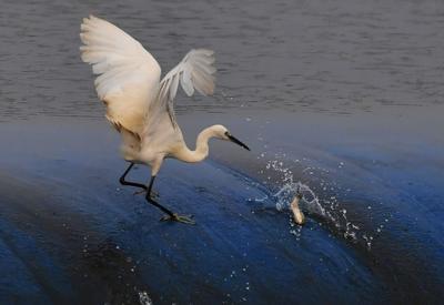 实拍：白沙河湿地水鸟捕食“抢秋膘”