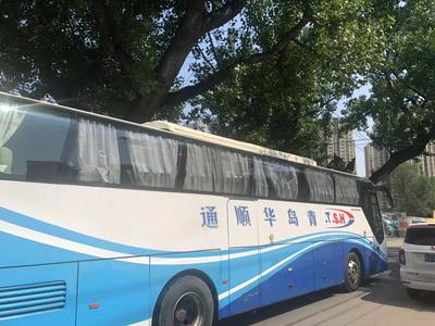 记者在现场|老树被撞 伤痕累累