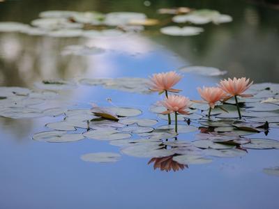 世博园实拍：睡莲盛开，分外美丽|云游青岛