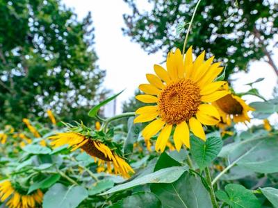 播种太阳！青岛农业大学的这片金色花海首次绽放！