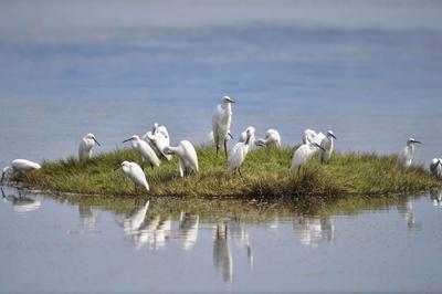 白鹭、湿地、滩涂……定格初秋最美的风景